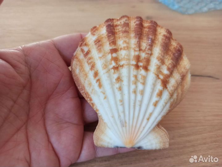 Морская раковина