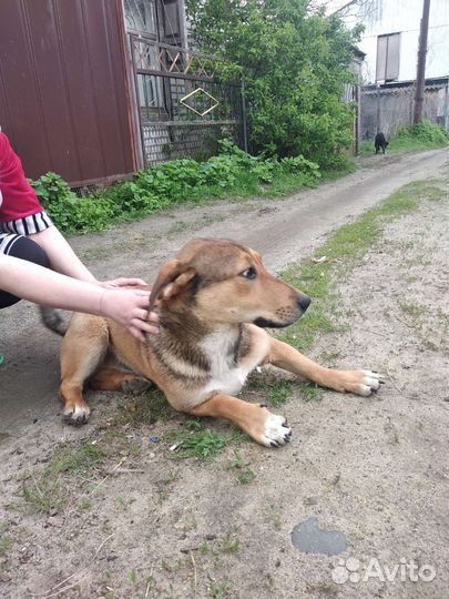 Собака в добрые руки