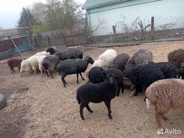 Овцы бараны ягнята оптом