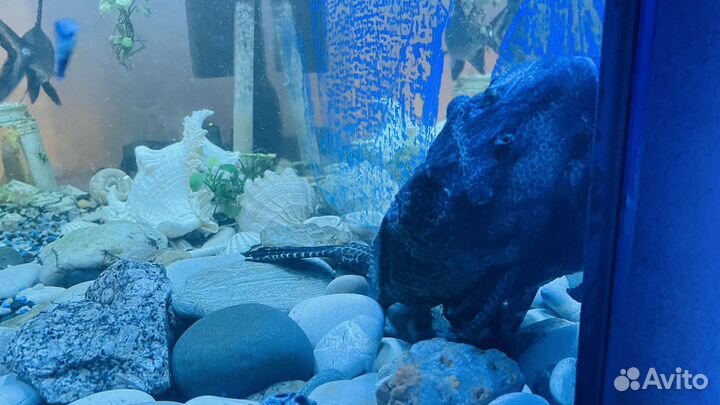 Парчовый сом