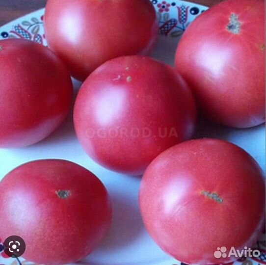 Рассада помидор,перцев,баклажан