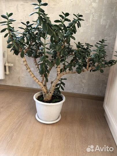 Цветок денежное дерево