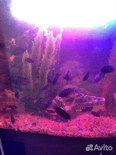 Рыбки цихлиды