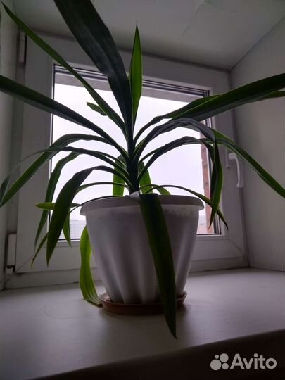 Комнатные цветы юкка