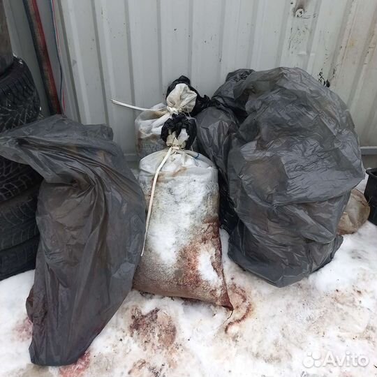 Головы скумбрии