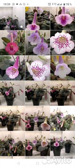 Минисиннингии