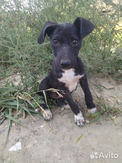 Щенок мелкой породы в добрые руки отдам бесплатно