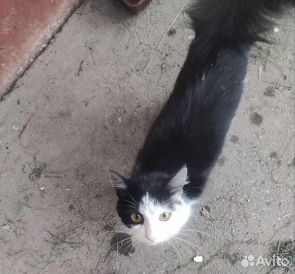 Кошка в добрые руки