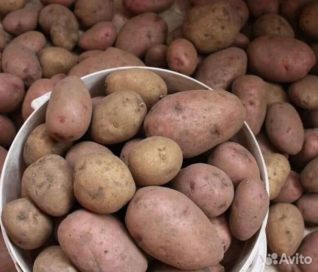 Продам картофель