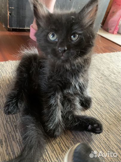 Котята