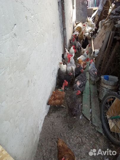 Куры несушки