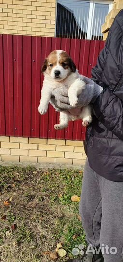 Отдам собоку