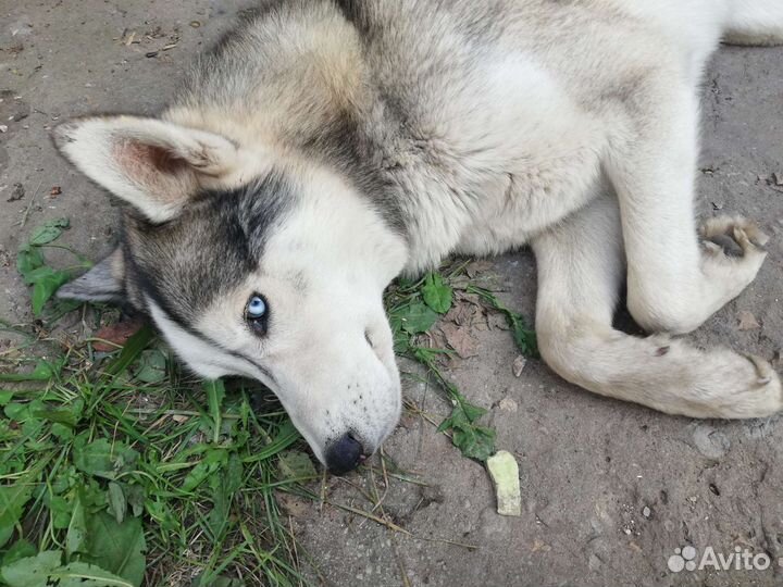 Собака в добрые руки