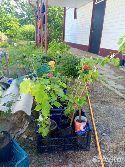 Растения. Гортензия