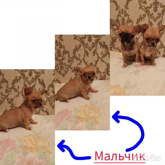 Щенки чихуахуа мини