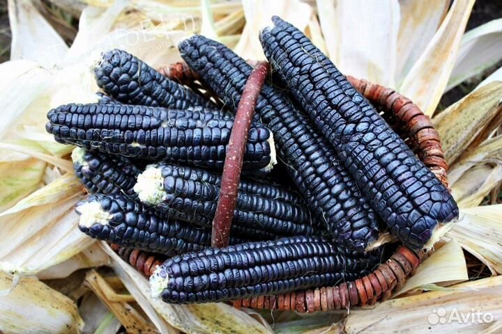 Черная кукуруза ацтеков, black aztec corn, 10семян купить в Лобне