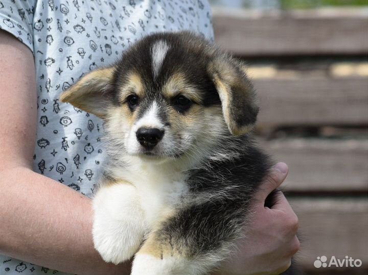 Вельш корги пемброк,кобель