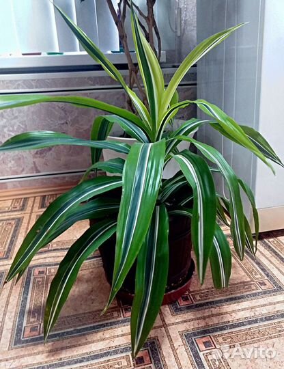 Комнатные растения