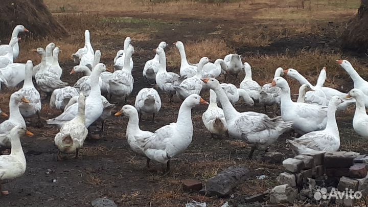 Гуси и утки