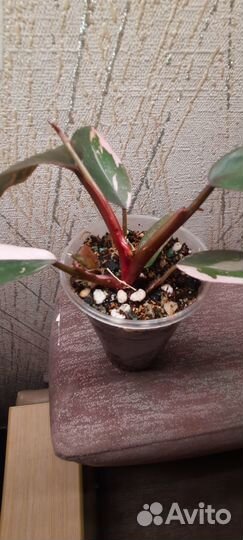 Филодендрон розовая принцесса