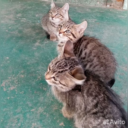 Котята в добрые руки бесплатно