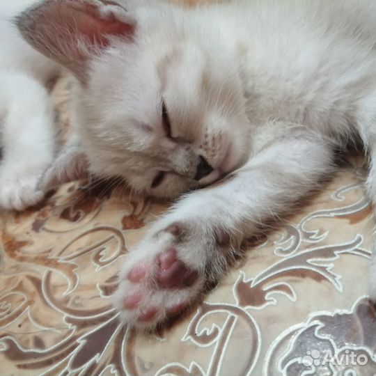 Отдам котят в добрые руки бесплатно