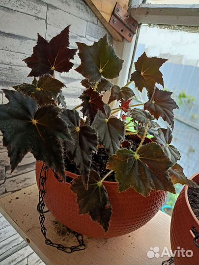 Бегонии, саженцы Гинкго Билоба, Цинеррария Серебро