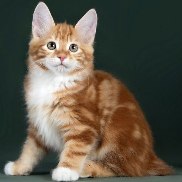 Курильский бобтейл длинношёрстный котёнок