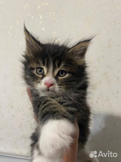 Котята мейн-кун