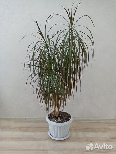 Драцена маргината