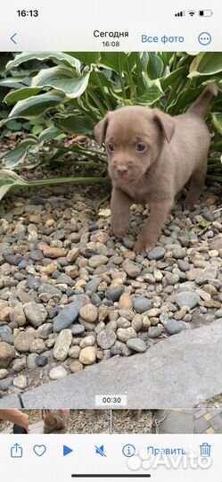 Щенок 2 мес (девочка)