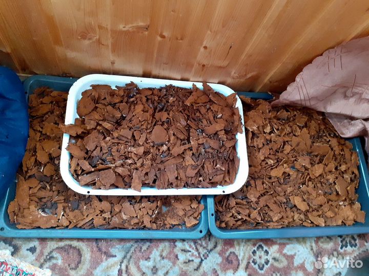 Чага. Березовый гриб