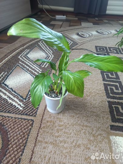 Комнатные цветы