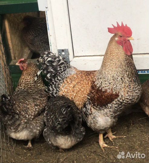 Инкубационное яйцо Цыплята