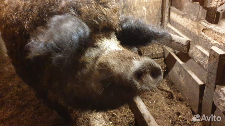 Поросята Венгерской мангалицы