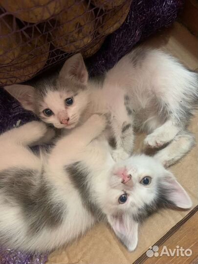 Отдам бесплатно котят в добрые руки