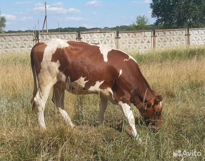 Корова дойная и тёлка