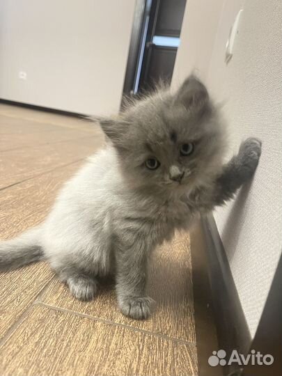 Британские котята