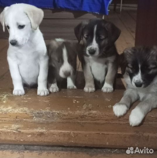 Собака в добрые руки маленькая