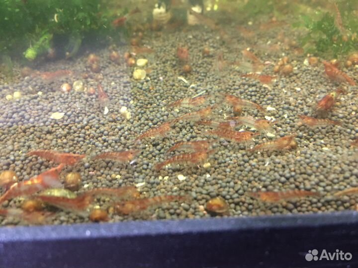 Креветки вишня