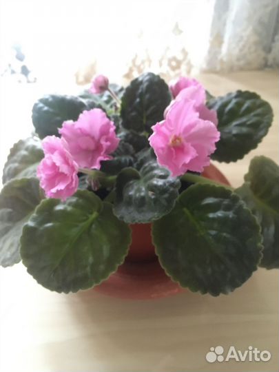 Фиалка в горшке