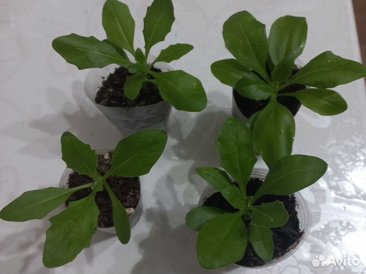 Остеоспермум