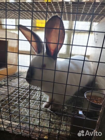 Продаю кроликов