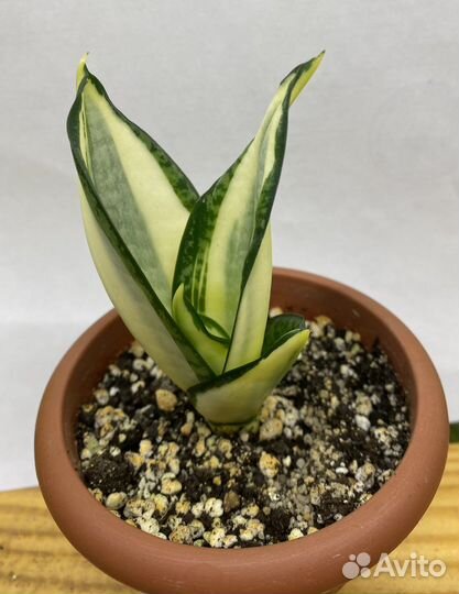 Сансевиерия Ханни