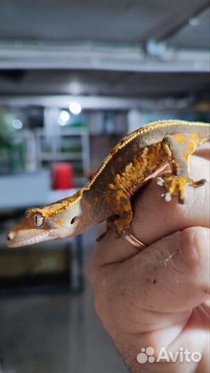 Реснитчатый бананоед