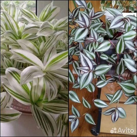 Традесканция