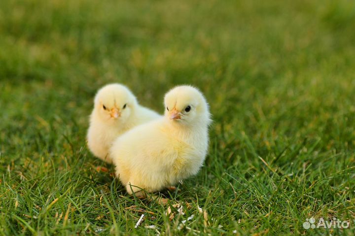 Цыплята бройлеры росс 308