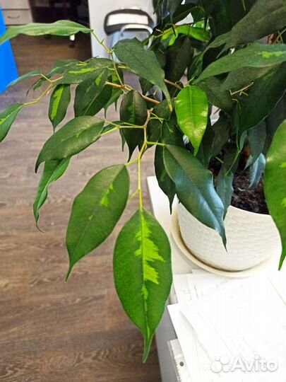 Фикусы и другие цветы