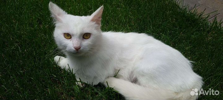 Белая кошка