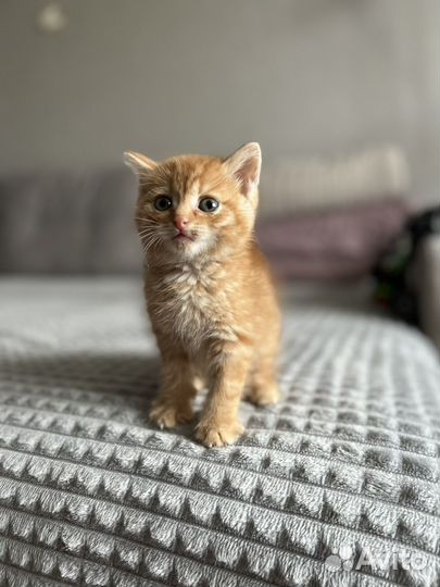 Рыжий котенок мальчик